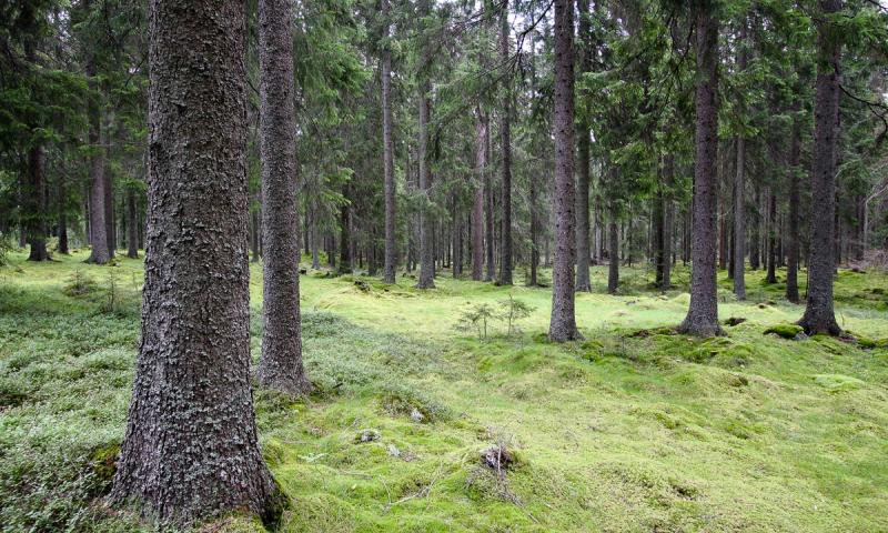 Ungskog med mosedekt bunnsjikt
