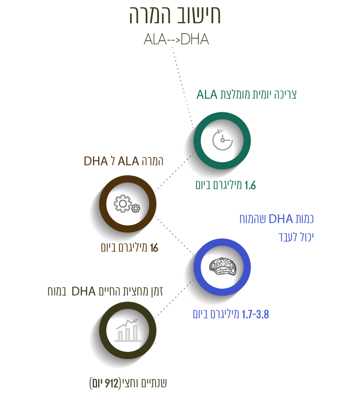 מסלול ההמרה של ALA ל-EPA ו-DHA