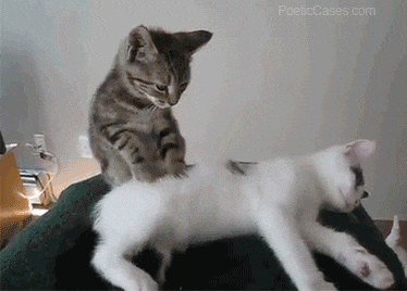 Cat+Relax+GIF.gif A gray tabby kitten grooms a white kitten lying on a green cushion.