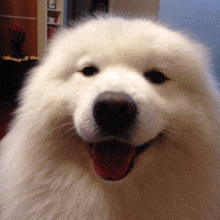 flirty+wink+GIF.gif A fluffy white dog grins with its tongue out, looking at the camera.