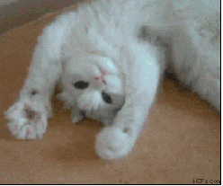 Animated reaction: Cat Moving