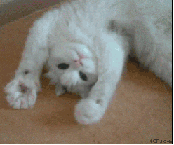 Cat+Moving+GIF.gif Animated reaction: Cat Moving