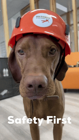 Helmet+Happy+Dog+GIF+by+Van+Riswick.gif A brown dog wears an orange hard hat, captioned 'Safety First.'
