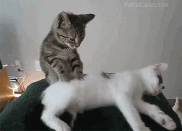 Cat+Relax+GIF.gif Animated reaction: Cat Relax