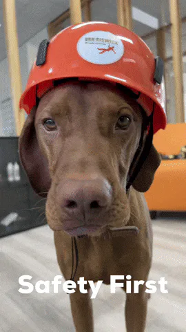 Animated reaction: Helmet Happy Dog