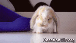 Animated reaction: Bunny fatigue