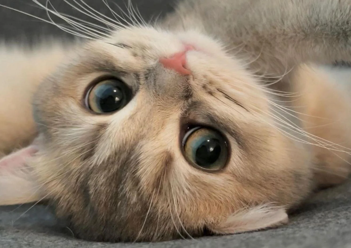 Close-up of a playful tabby kitten lying on its back with big, expressive eyes.