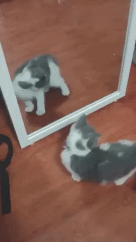 Animated reaction: Kitten Aww