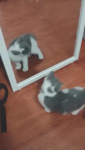 Kitten+Aww+GIF+by+MOODMAN.gif Animated reaction: Kitten Aww