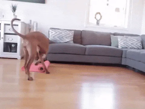 Dog+Yoga+GIF.gif Animated reaction: Dog Yoga