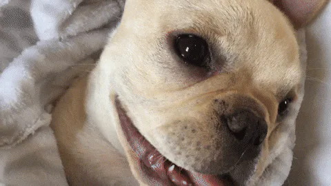 Animated reaction: accompanying: Something you should know about me… Rufus sleeps in the bed, politics matter to me, and