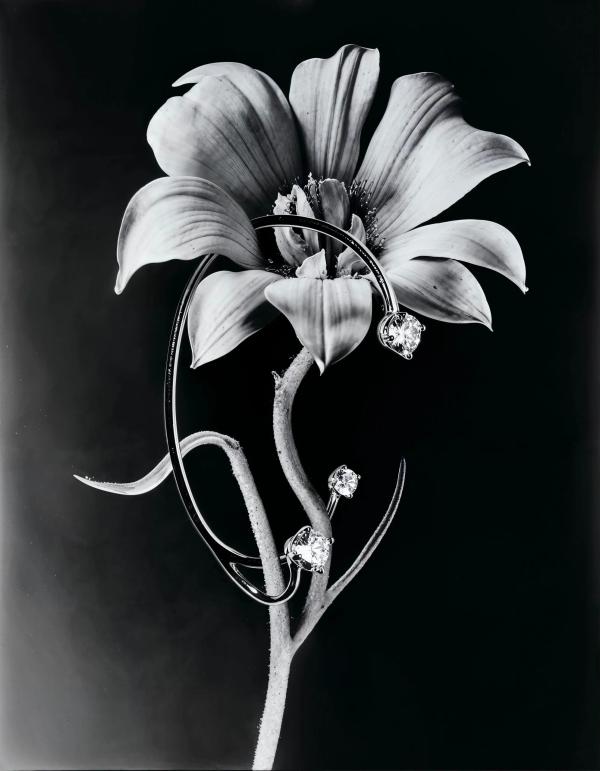 Nature Adorned