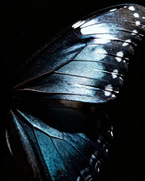 Iridescent Butterfly