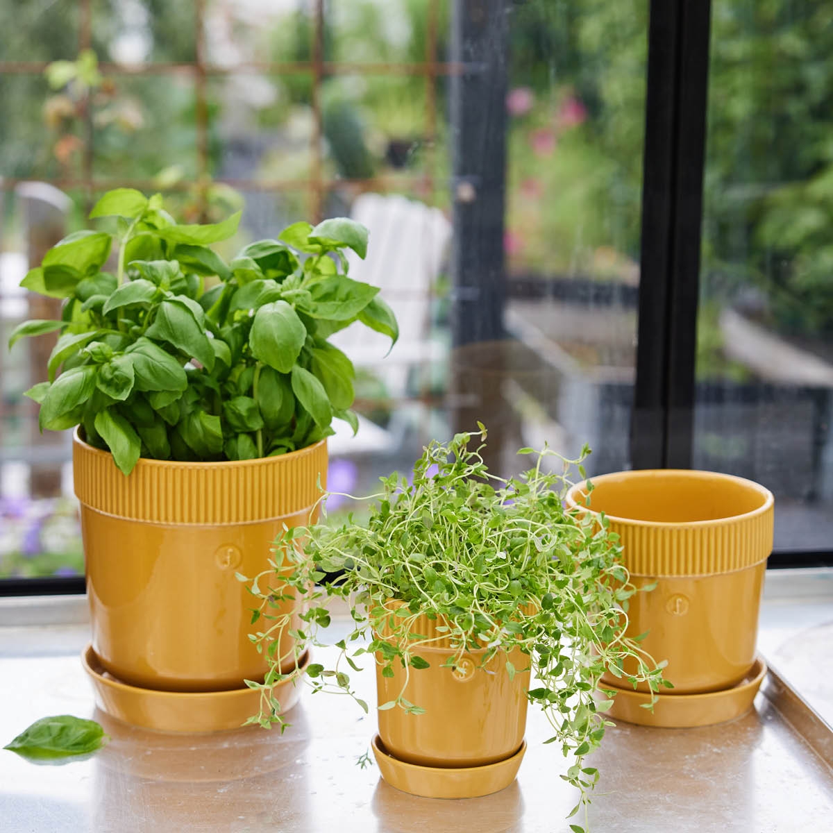 Bergs potter gul kruka med basilika i på en köksbänk i köket