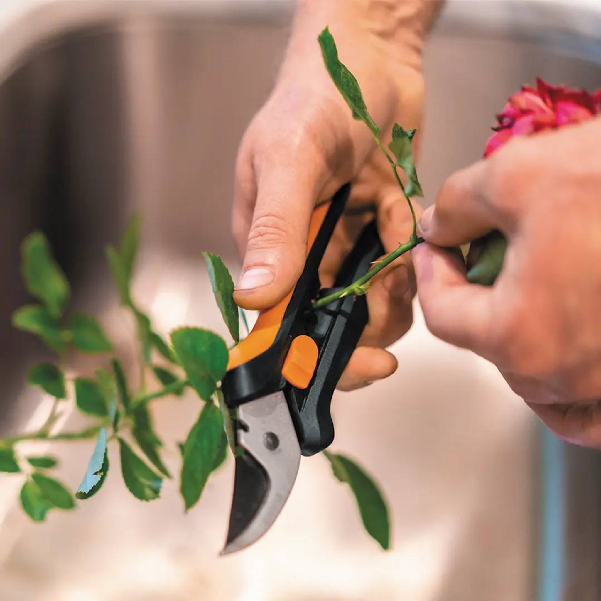 Händer som använder sekatör för att trimma en rosstjälk.