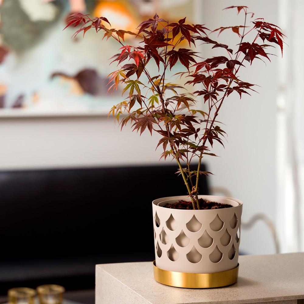 Röd japansk lönn i dekorativ vit kruka med guldbricka på ett modernt soffbord inomhus.