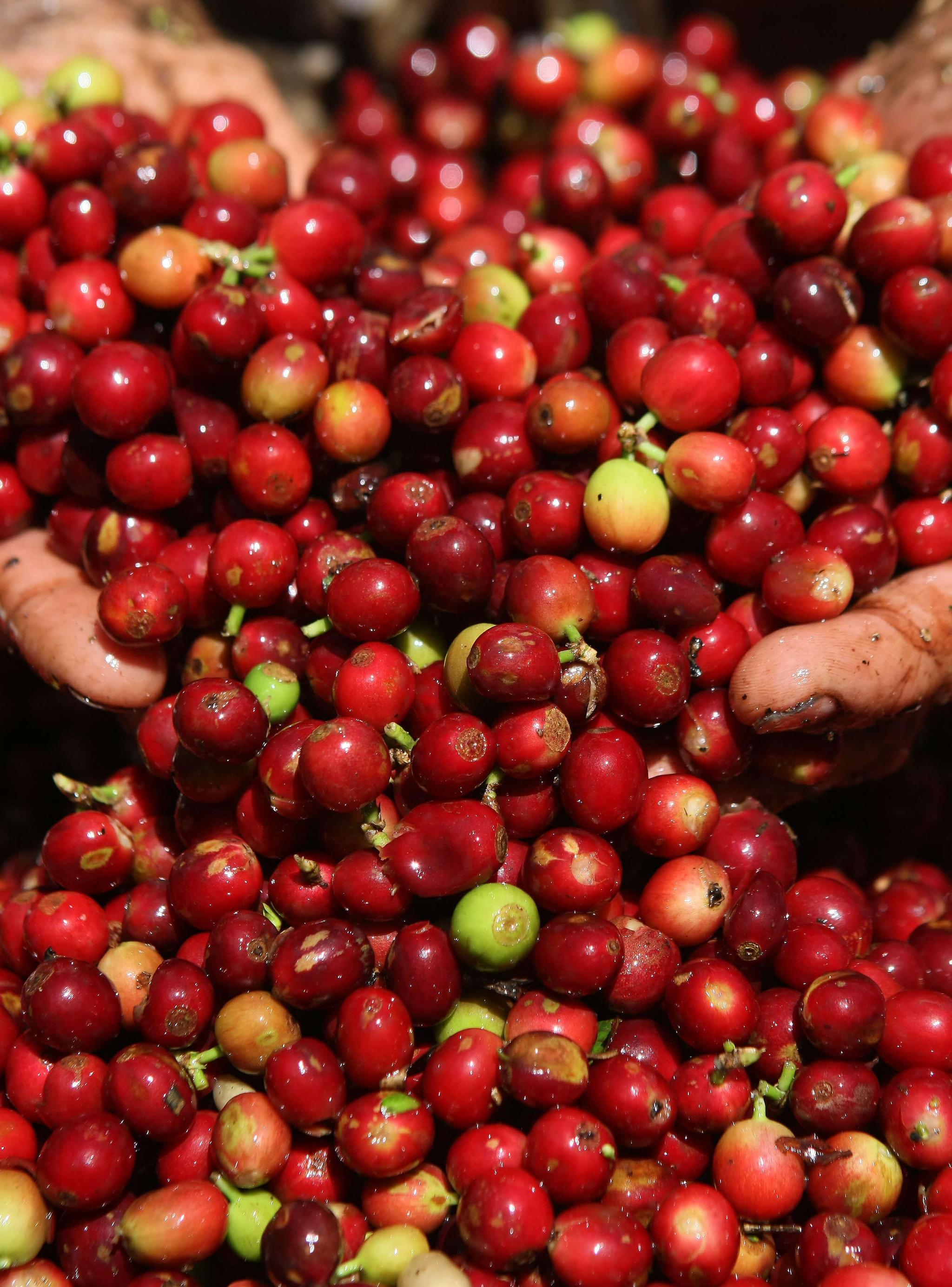 Nespresso kahvimarja kahvipavut