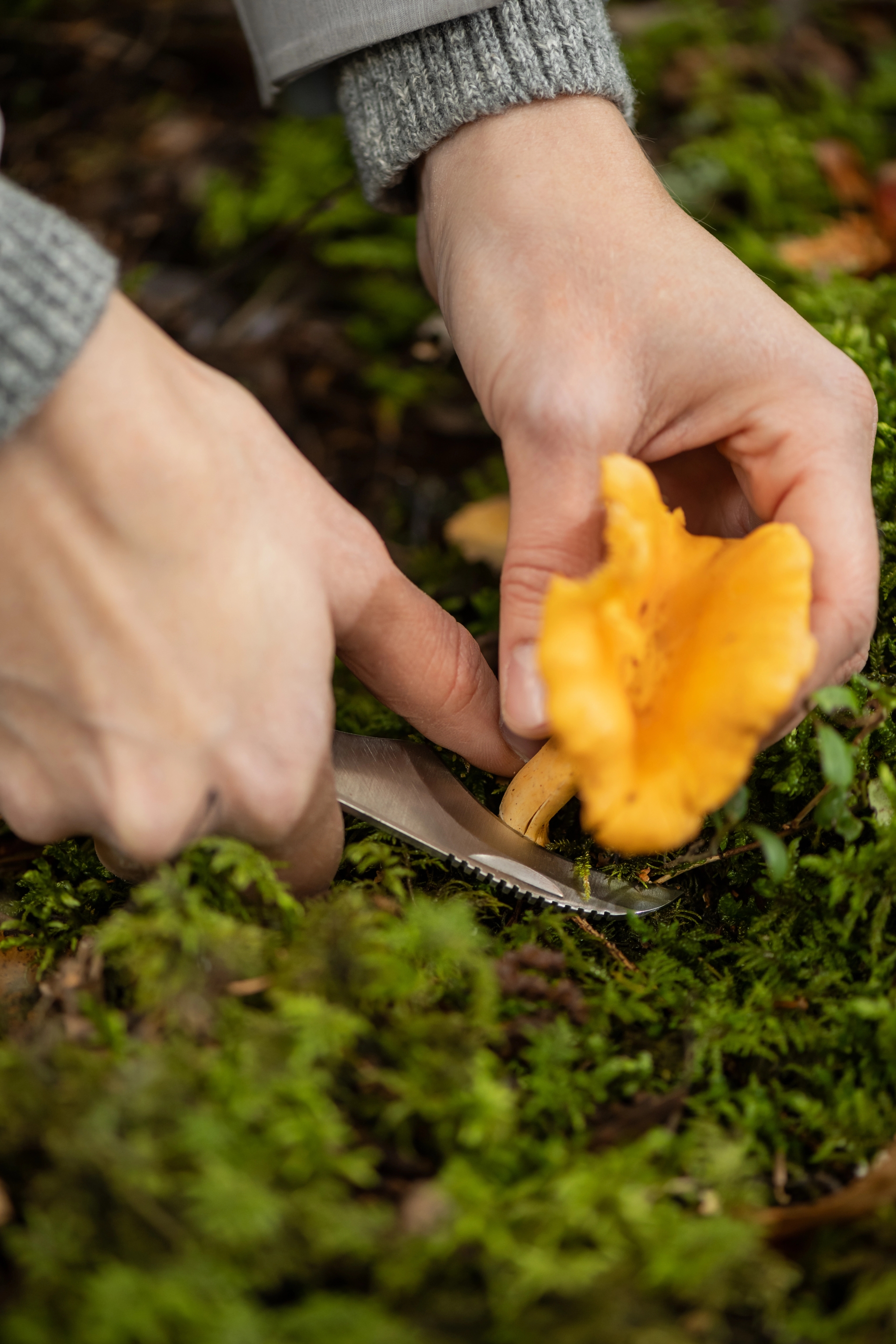 henkilö poimii kantarellia metsässä