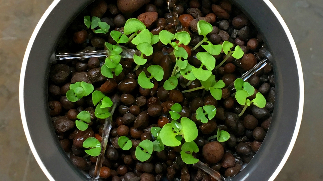 Botanium - Kaunis ja moderni valkoinen vesiviljelyruukku