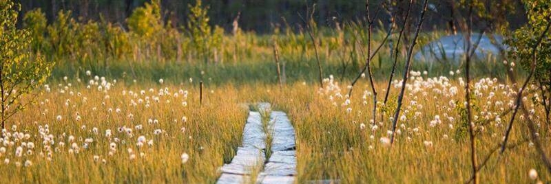Cervera samarbetar med Naturskyddsföreningen för att rädda våtmarker i Sverige