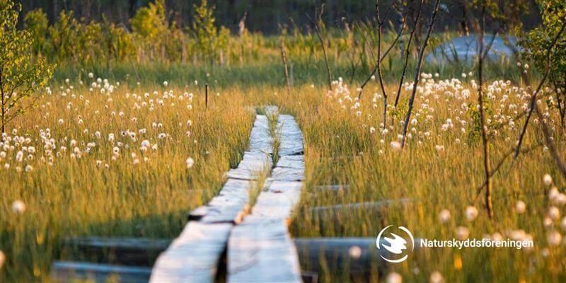 Cervera samarbetar med Naturskyddsföreningen för att rädda våtmarker i Sverige