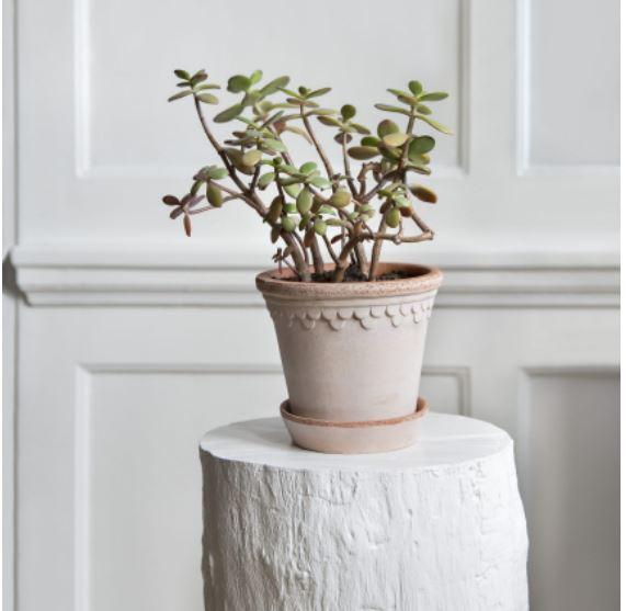 Köpenhavner rosa kruka från Bergs Potter med växt i