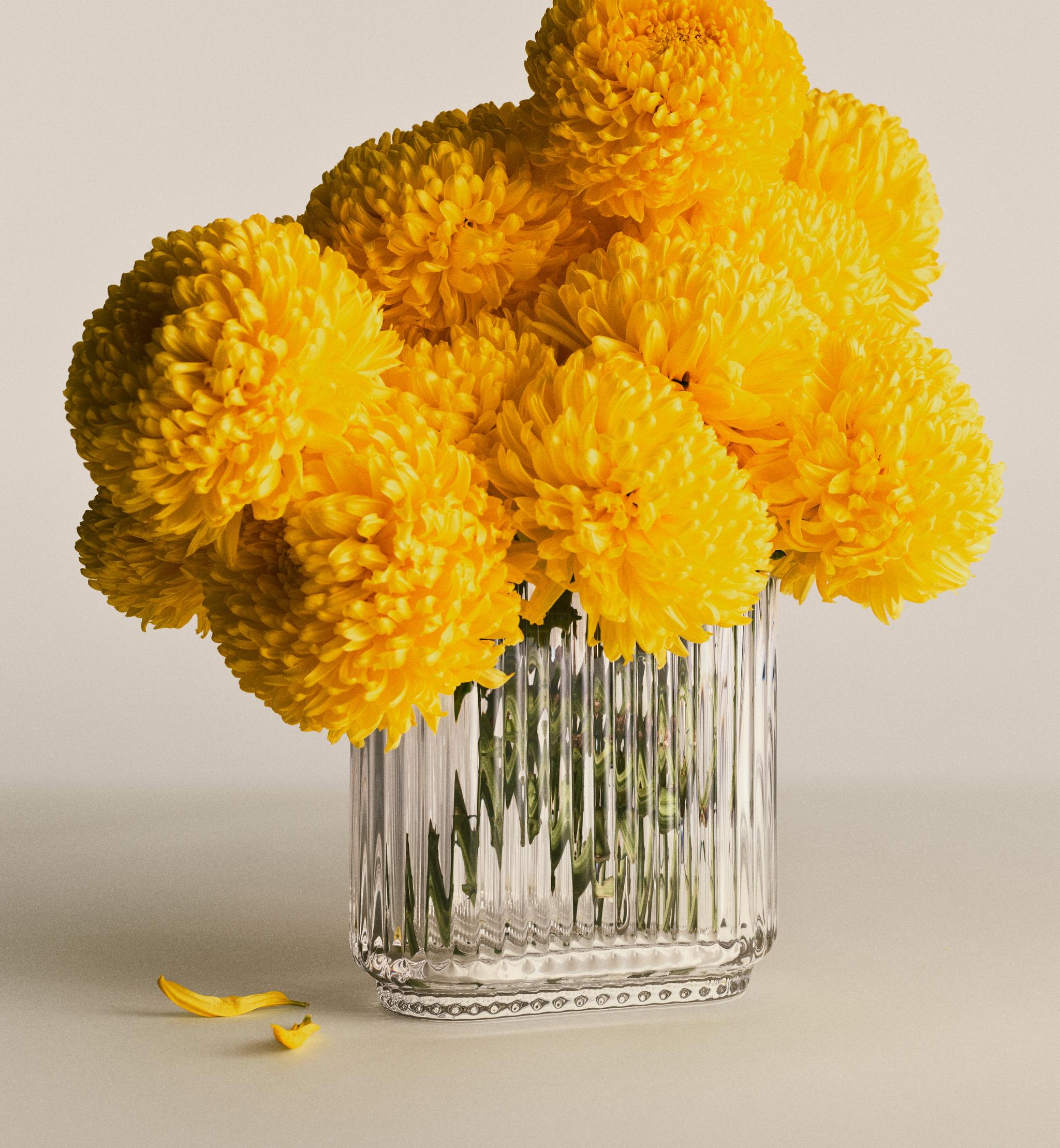 Bright yellow pompom chrysanthemums in a ribbed glass vase with fallen petals.