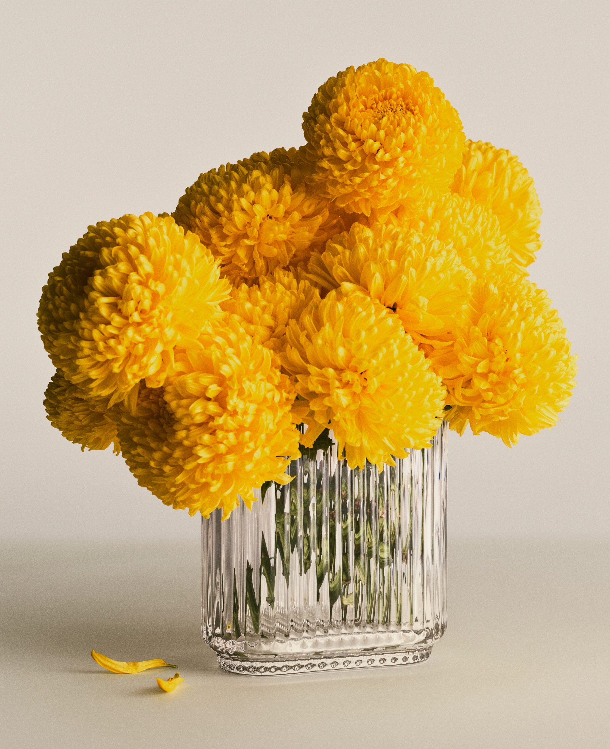 Bright yellow chrysanthemums in a ribbed glass vase.
