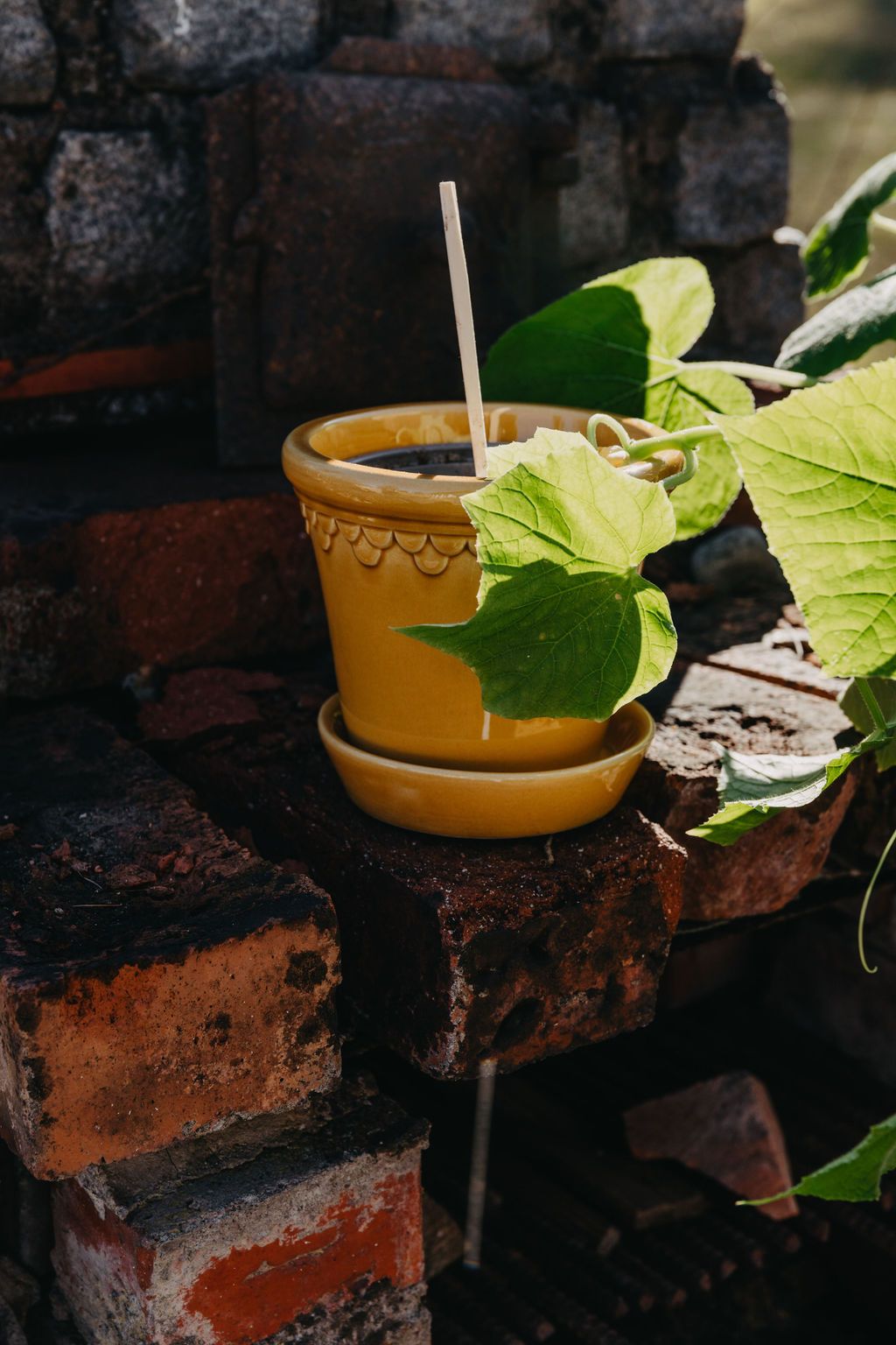 Bergs Potter kuukkaruukku värissä keltainen 