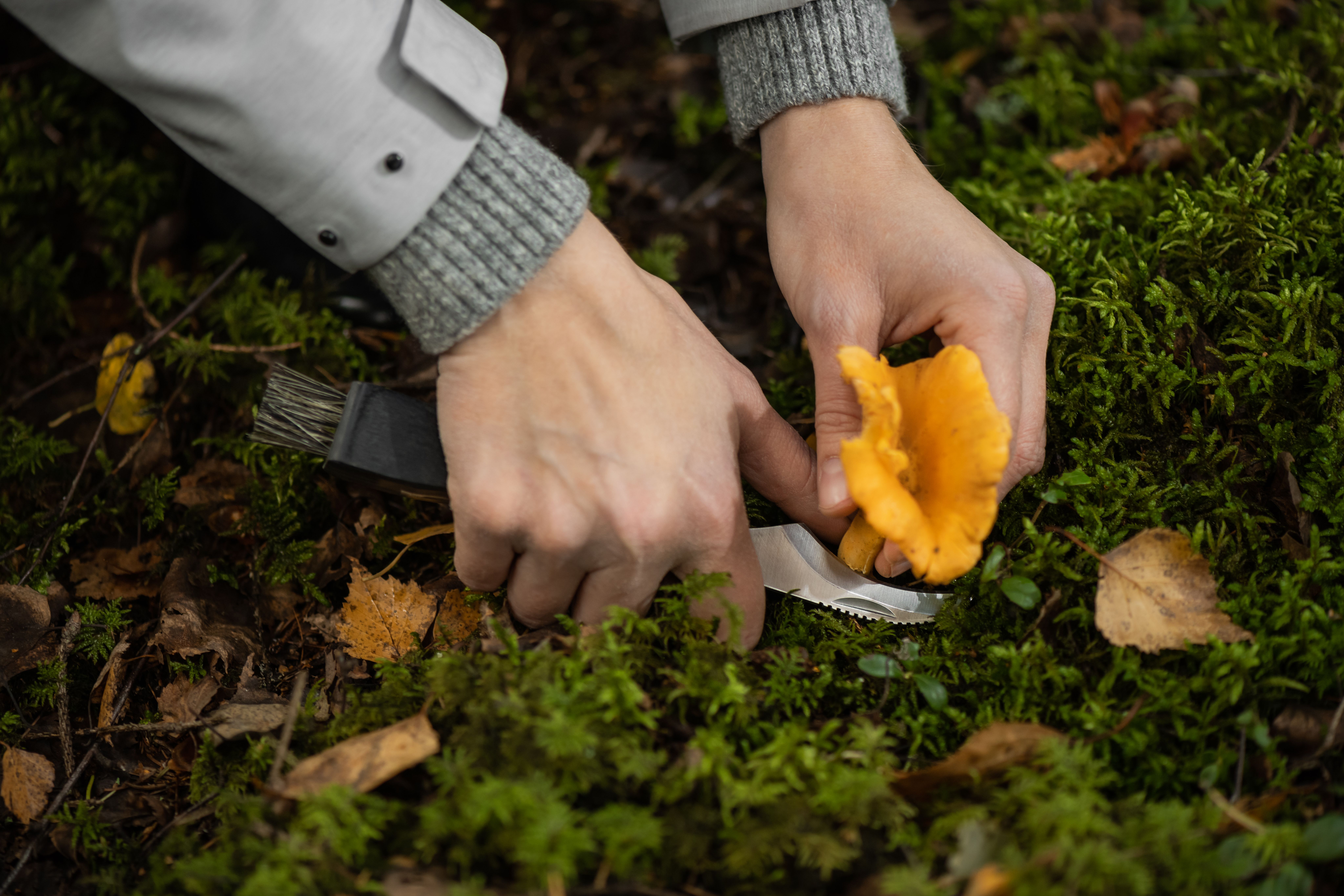 Händer som plockar en kantarell i skogen med en svampkniv från Marjukka
