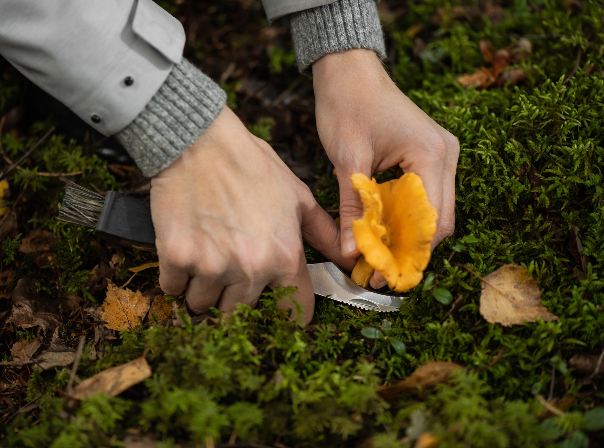 Händer som plockar en kantarell i skogen med en svampkniv från Marjukka