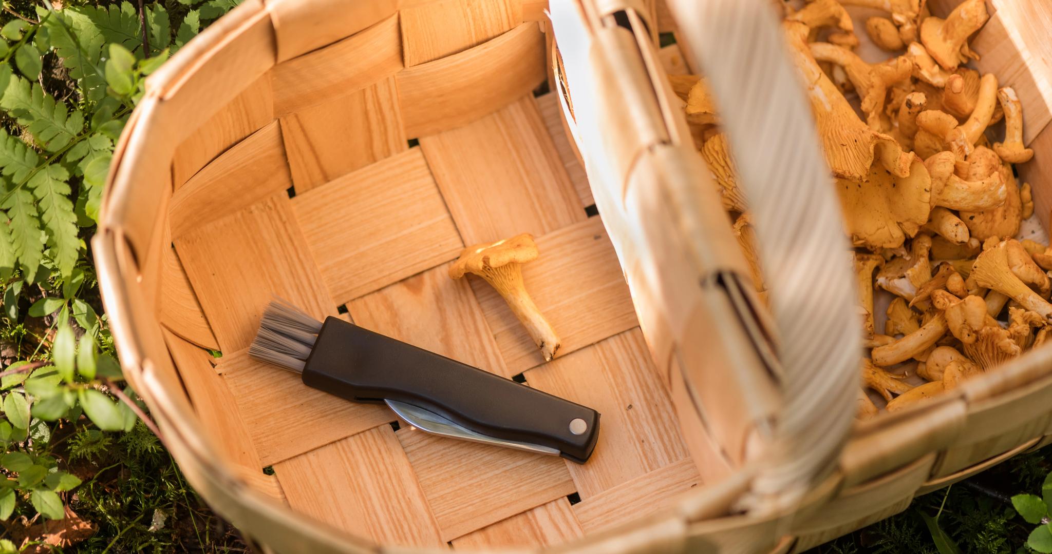 Allt för svampplockningen