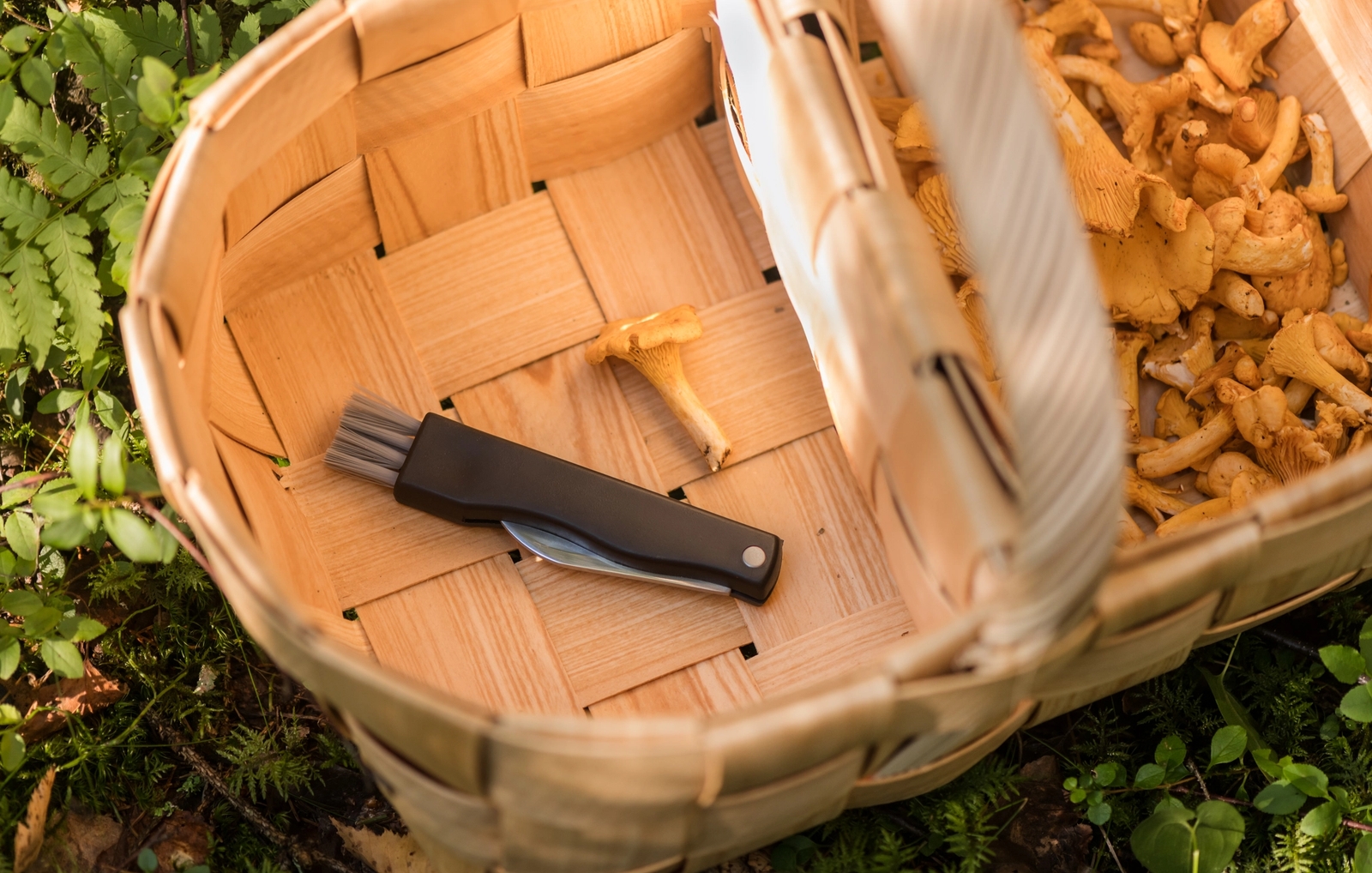 a person is picking mushrooms with a brush in a bucket .