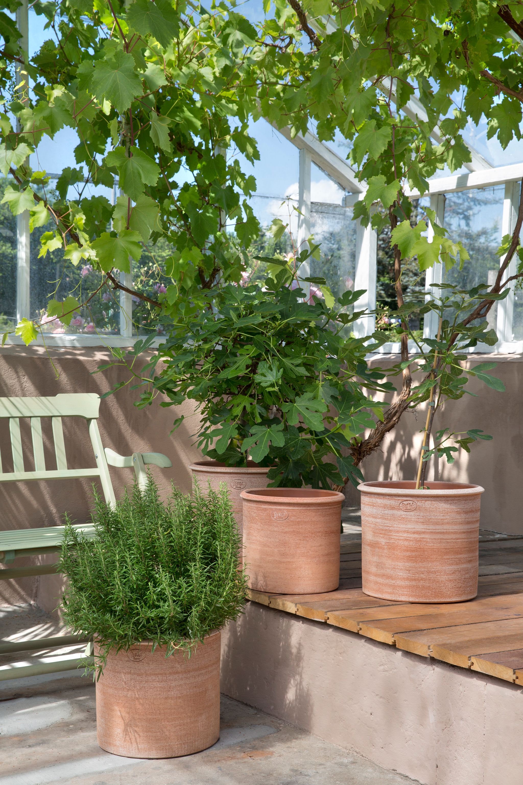 Tre potteplanter står på en trebenk foran et drivhus