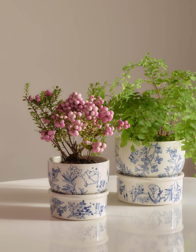 Två växter i blå och vita blomkrukor: en med rosa bär, den andra en grön ormbunke, på ett vitt bord.