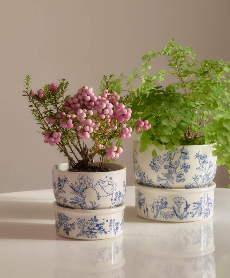 To planter i blå og hvite blomsterpotter, én med rosa bær og én grønn bregne, plassert på et hvitt bord.