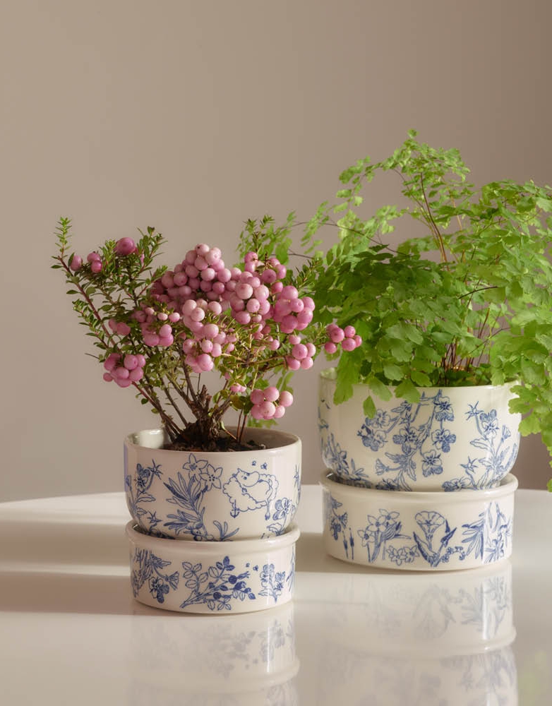 Två växter i blå och vita blomkrukor: en med rosa bär, den andra en grön ormbunke, på ett vitt bord.