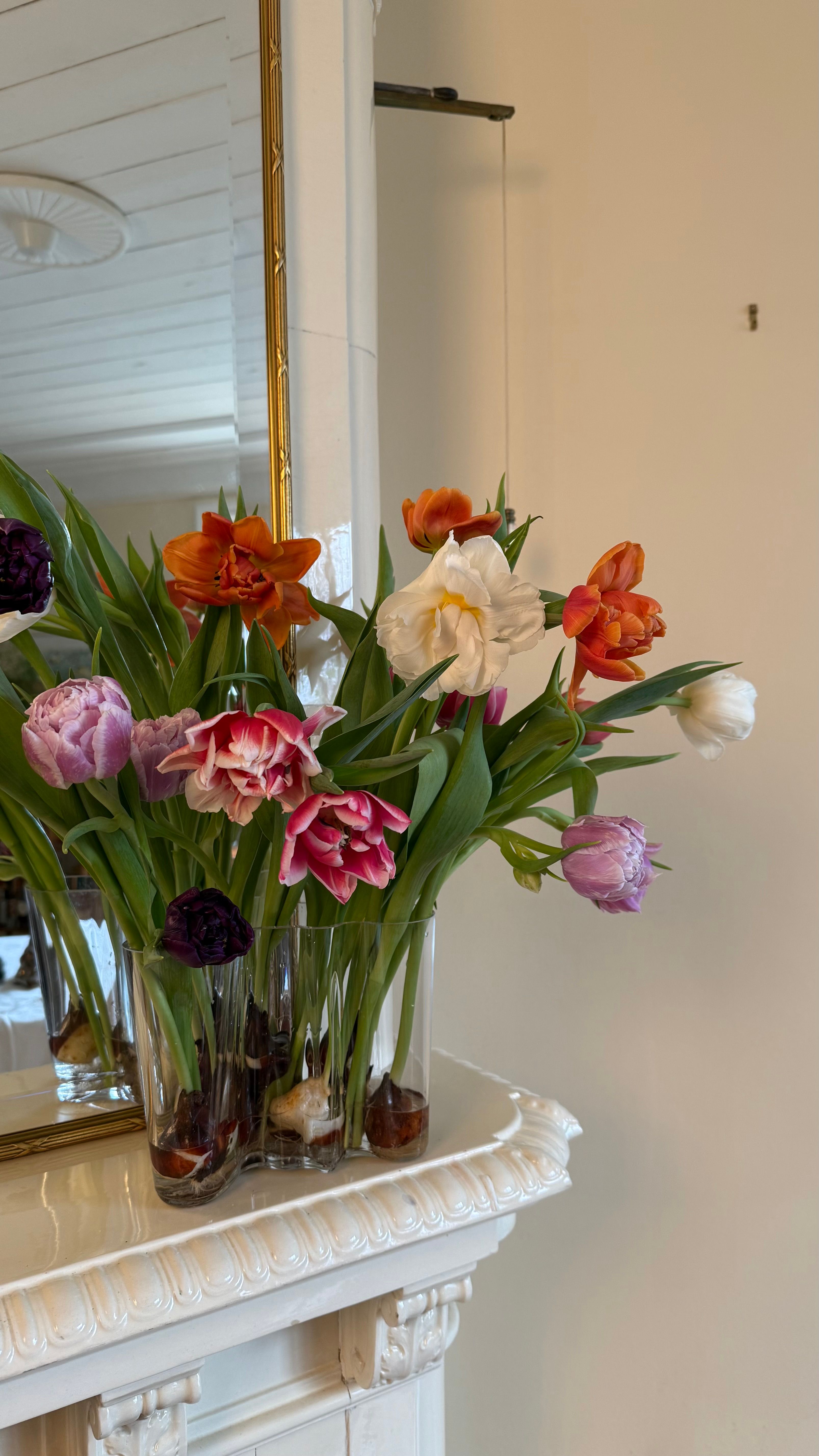 Colorful forced tulips and a white narcissus in a clear vase, showing their bulbs, on an ornate white mantelpiece.