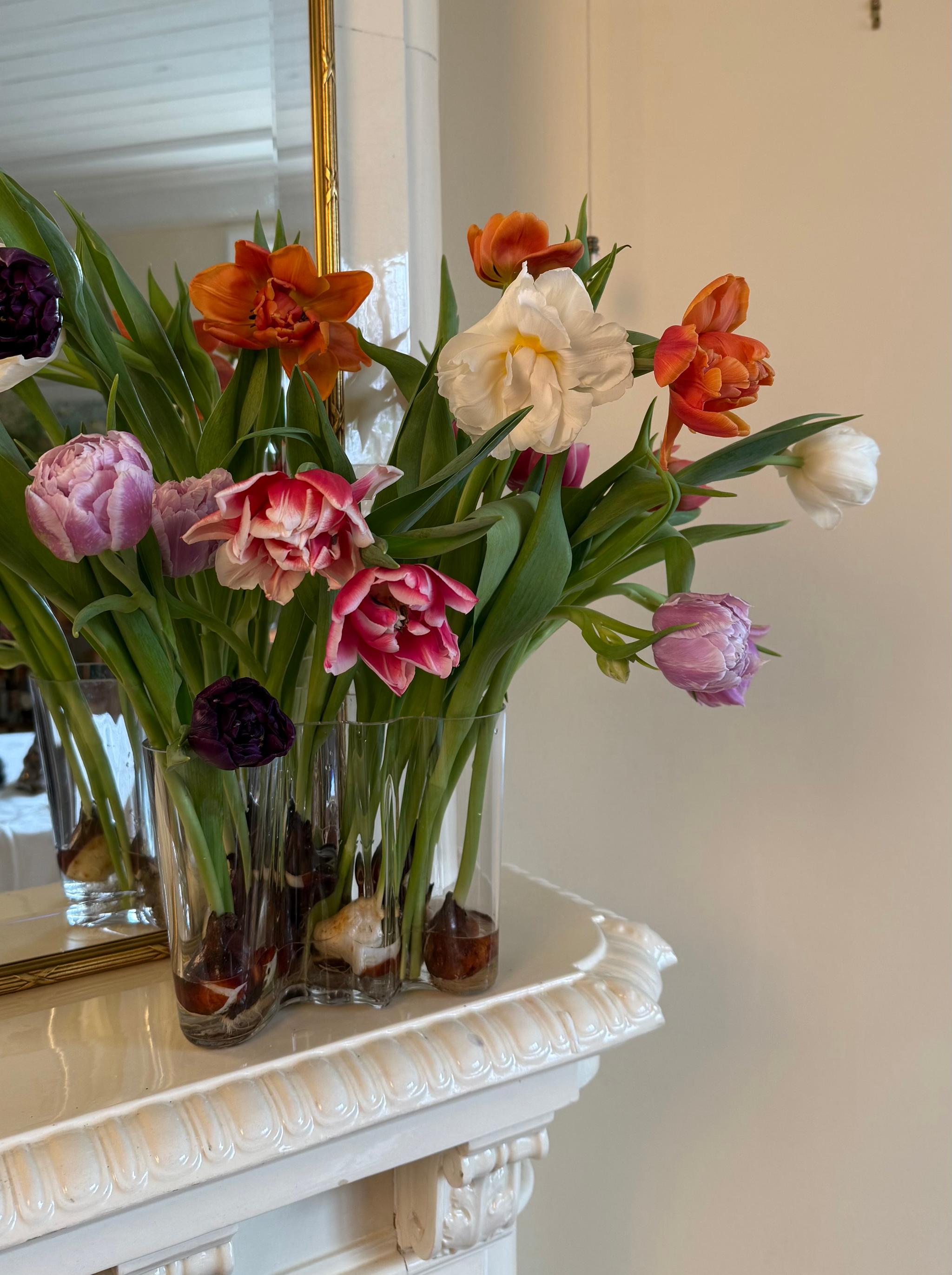 Colorful forced tulips and a white narcissus in a clear vase, showing their bulbs, on an ornate white mantelpiece.