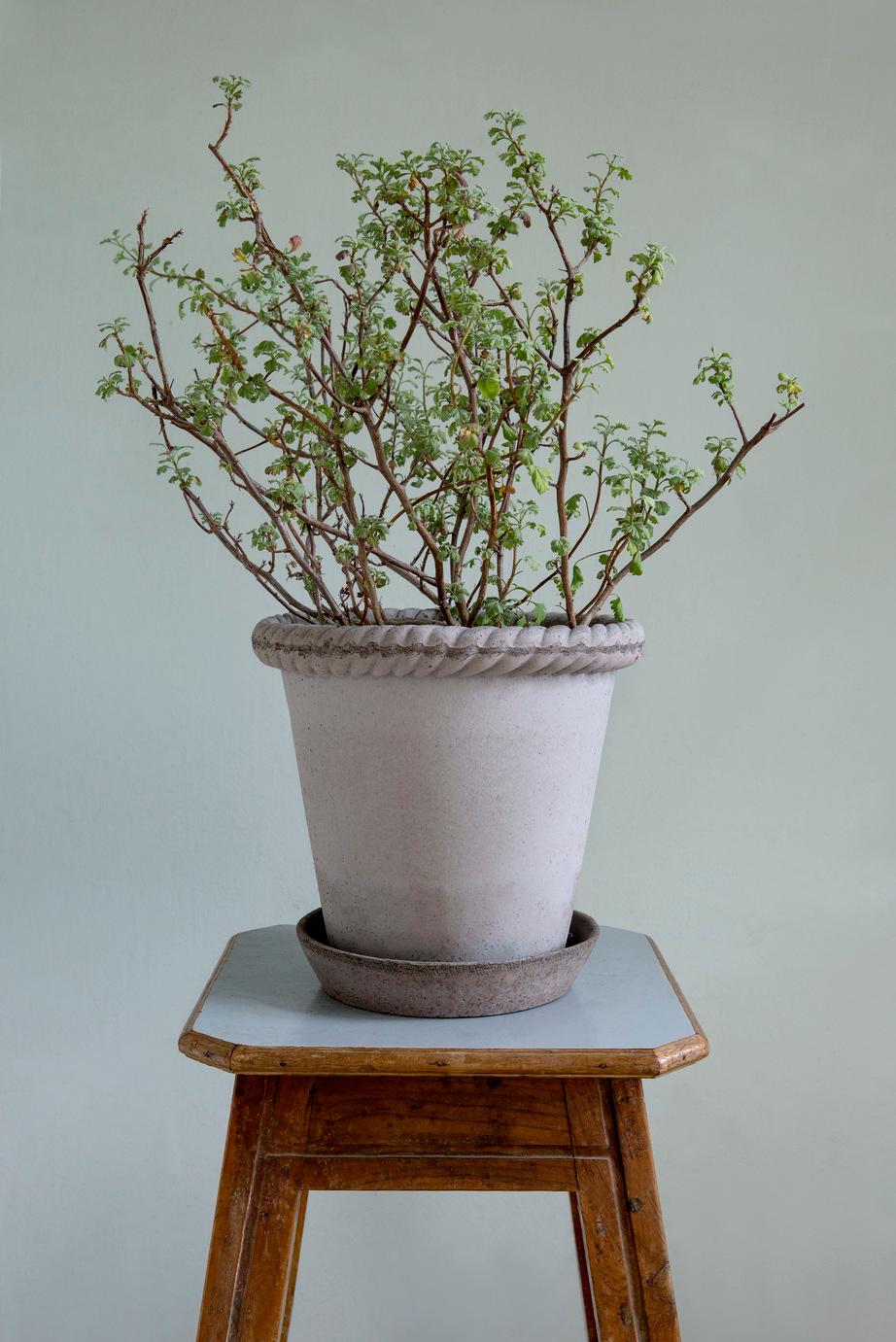 Bergs Potter Emilia kukkaruukku saviruukku harmaa ruukku kasvit sisustus