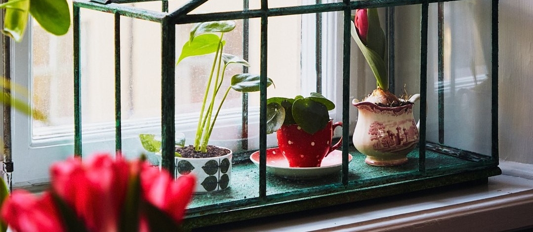 Nytt liv för porslin och växtlighet!