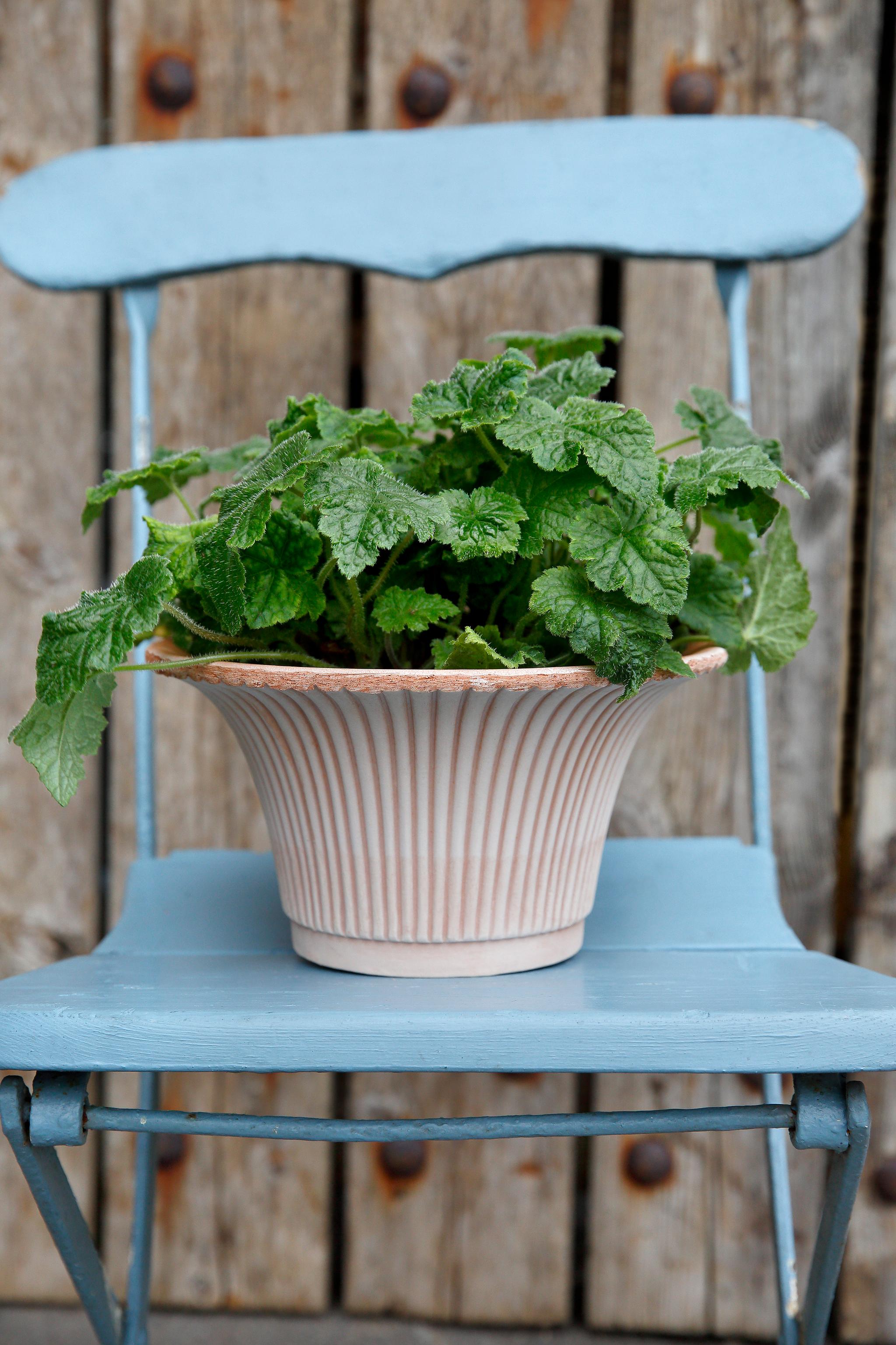 En potteplante står på en blå stol