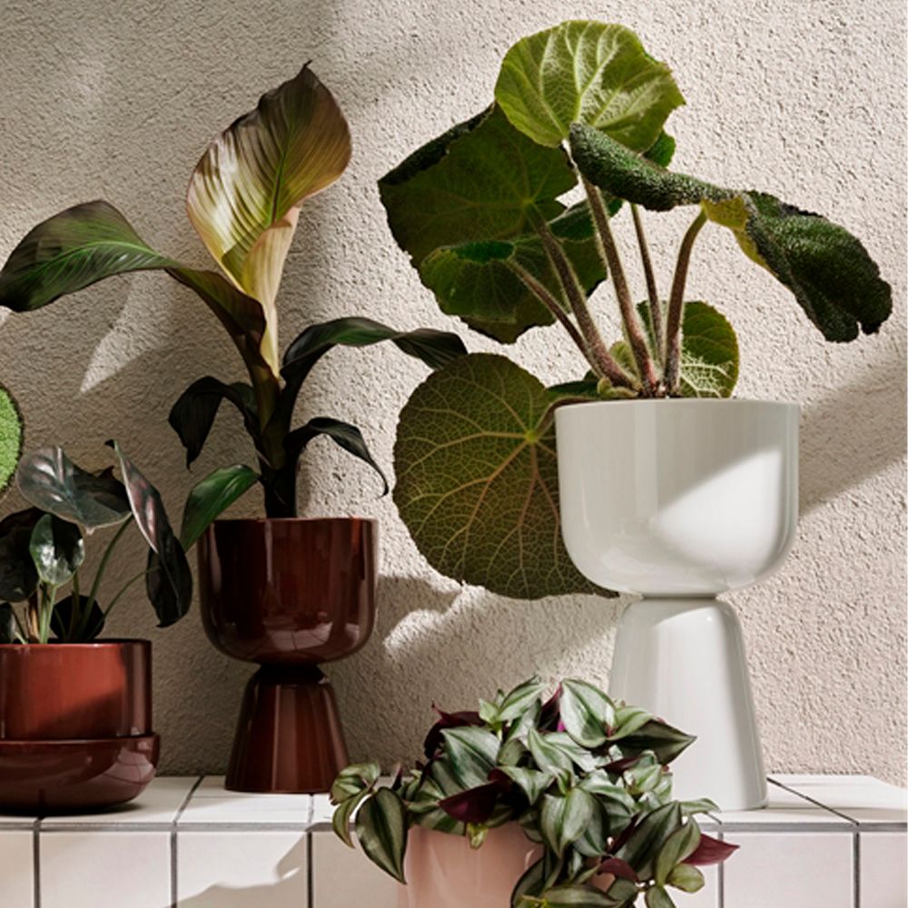 Close-up of houseplants in modern white, dark red, and pink planters, some with two-part designs, on a white tiled surface.Tyylikäs huonekasvien asetelma erilaisissa moderneissa ruukuissa valkoisella laatoitettulla hyllyllä.