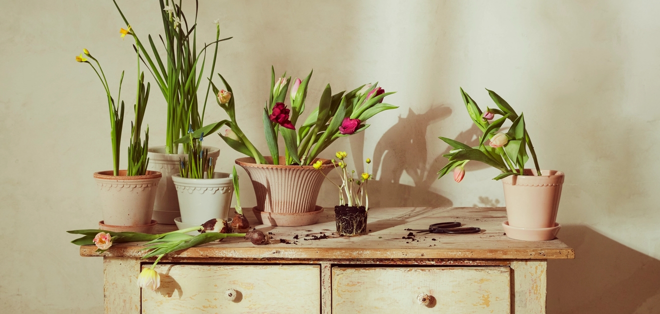 Inred med vårvackra krukor