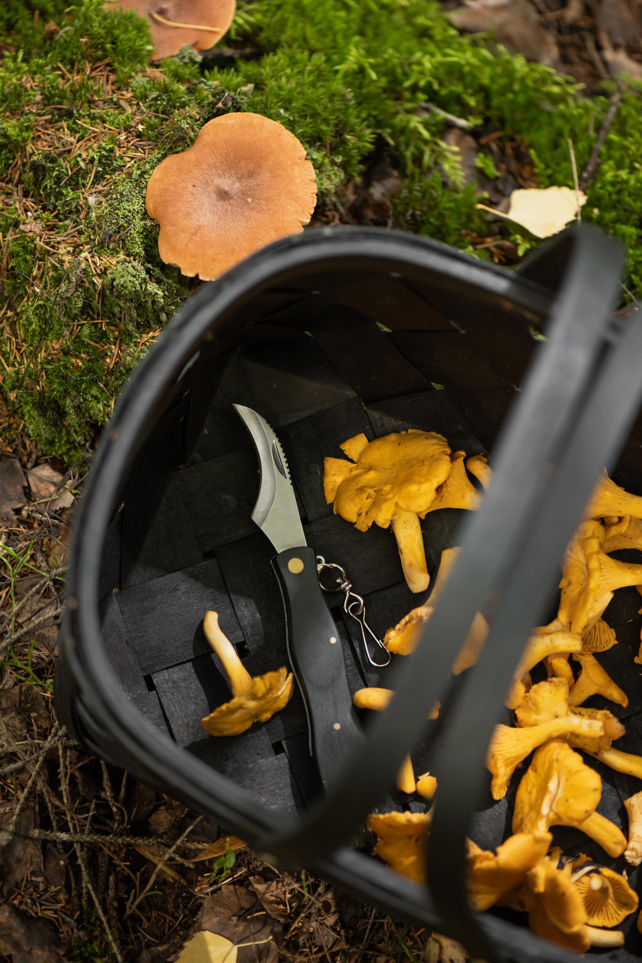 Korg med kantareller och en svampkniv från Marjukka i