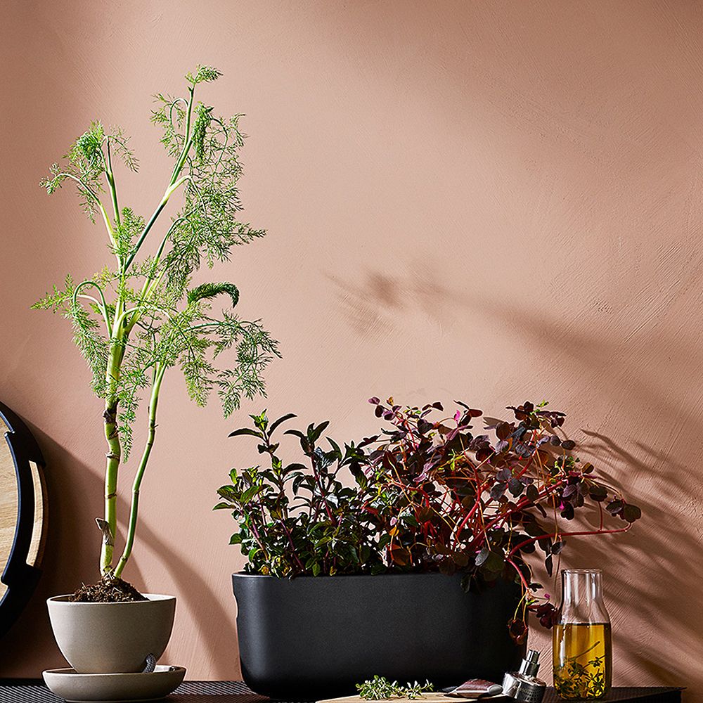 Urban gardening i svart kruka mot rosa stenvägg