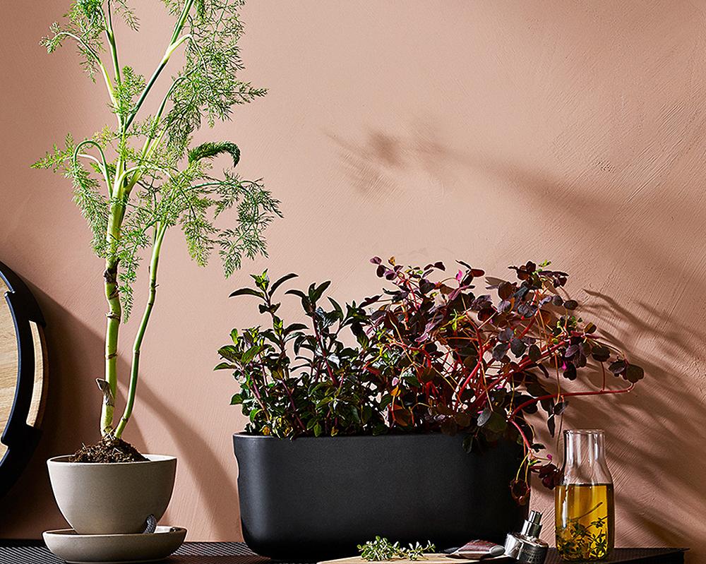 Urban gardening i svart kruka mot rosa stenvägg