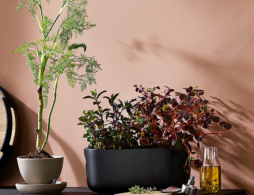 Urban gardening i svart kruka mot rosa stenvägg