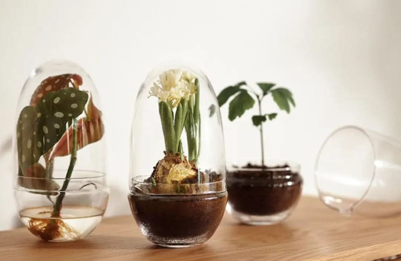 Örtkrukor i glas med växter i