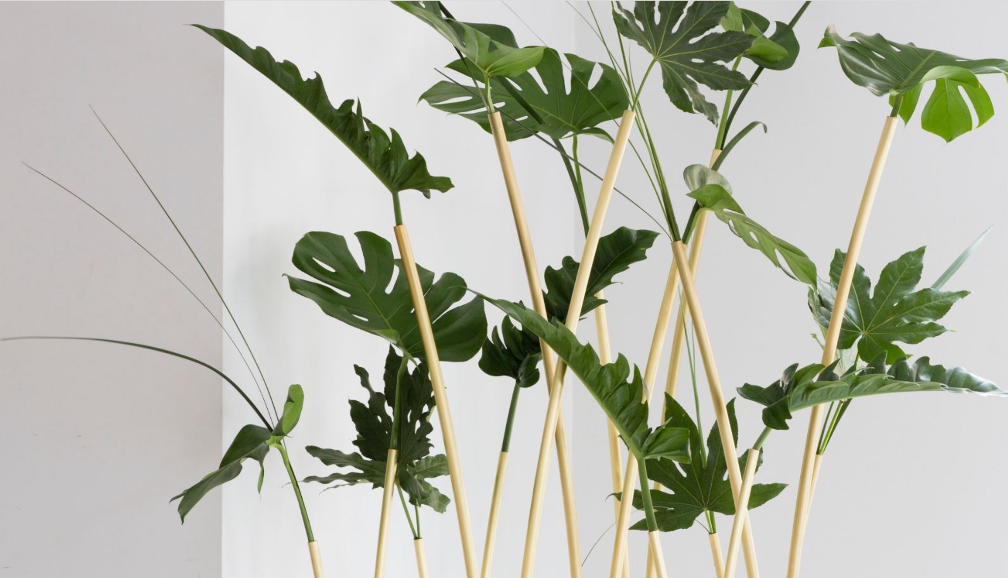 Skott från Klong med gröna blad